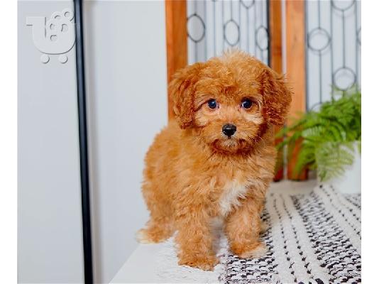 PoulaTo: υπέροχο cavapoo έτοιμο για υιοθέτηση.