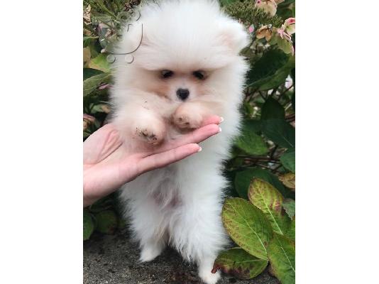 μήνες Pomeranian ψάχνει για ένα νέο σπίτι