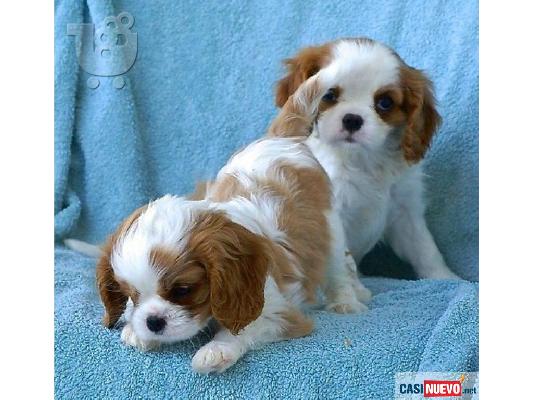 PoulaTo: FANTASTIC Cavalier King Charles ΠΑΠΤΩ ΤΩΡΑ ΕΔΩ