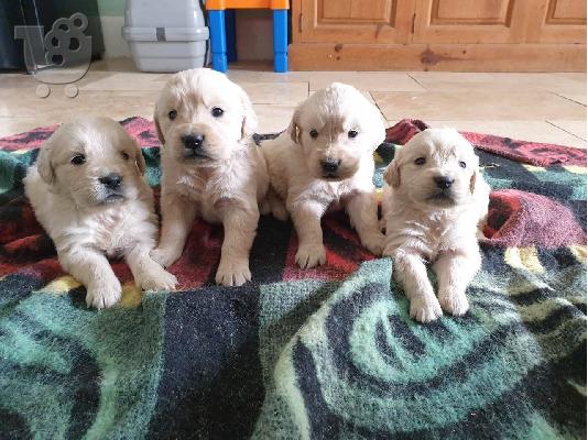 PoulaTo: Κουτάβια Golden Retriever