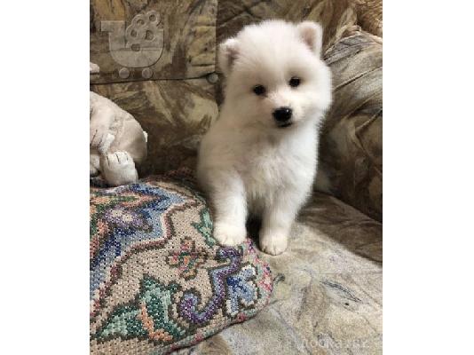 PoulaTo: προς πώληση κουτάβια samoyed