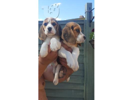 PoulaTo: Beagle κουτάβια διαθέσιμα προς πώληση