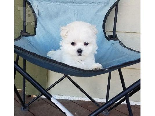 PoulaTo: Μαλτεζ μινι - Maltese puppies