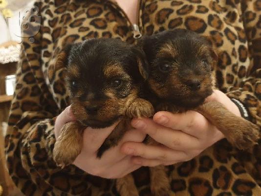 Yorkshire Terrier