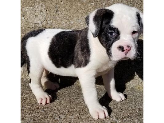 PITBULL