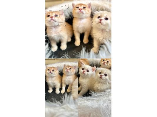 PoulaTo: Scottish kittens