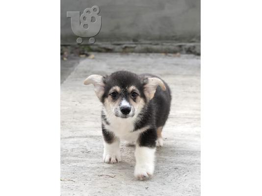 PoulaTo: Pembroke Welsh Corgi ΚΟΡΥΦΑΙΑ κουτάβια