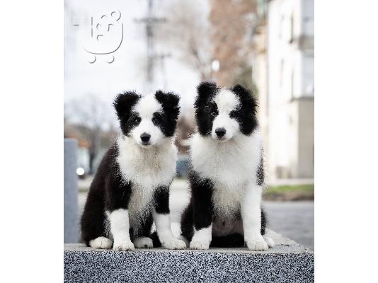 PoulaTo: Κουτάβια Border Collie