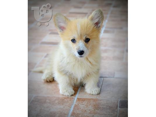 Κουτάβια Welsh Corgi Pembroke