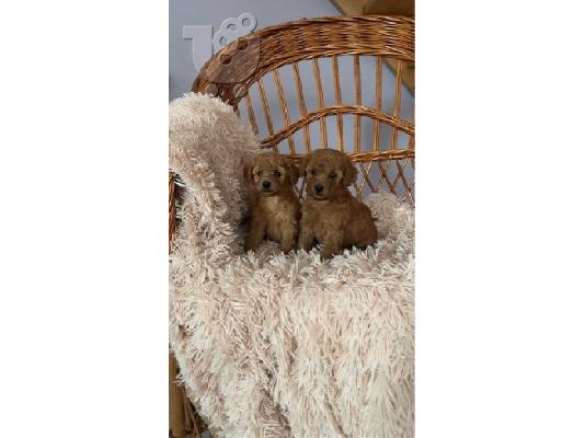 PoulaTo: Poodle Toy σκούρο βερίκοκο