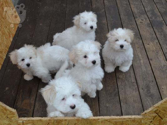 PoulaTo: Coton de Tulear - Κοτόν ντε Τουλεάρ