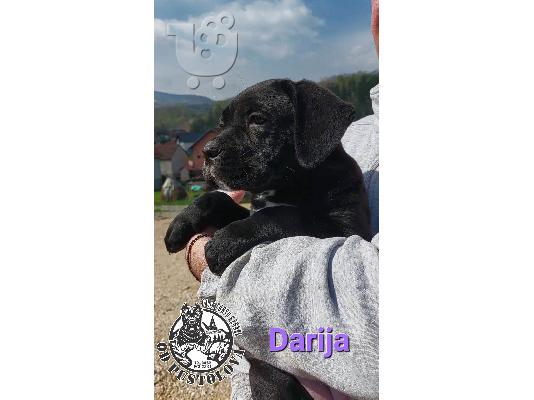 Cane Corso κουτάβια