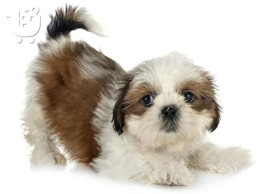 PoulaTo: Shih Tzu