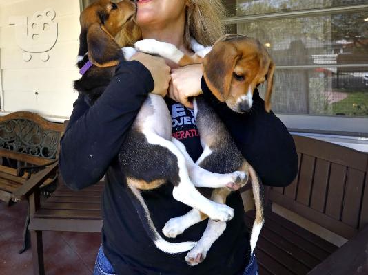 PoulaTo: Beagle puppies - Μπιγκλ κουτάβια