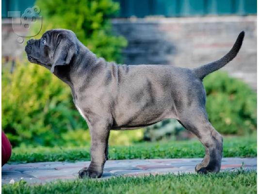 PoulaTo: Cane Corso κουταβια ΣΥΣΤΑΣΗ