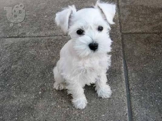 PoulaTo: Χαριτωμένα μικροσκοπικά κουτάβια Schnauzer