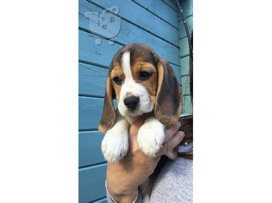 Όμορφα κουτάβια Beagle έτοιμα τώρα