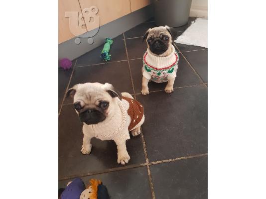 Πανέμορφα κουτάβια Pug.