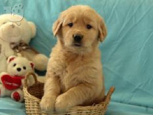X μάζα τεριέ Golden Retriever