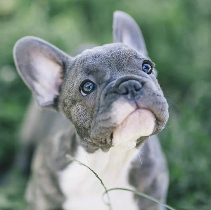 PoulaTo: French bulldog Blue