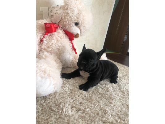 PoulaTo: γαλλικά κουτάβια μπουλντόγκ  /  French bulldog fawn