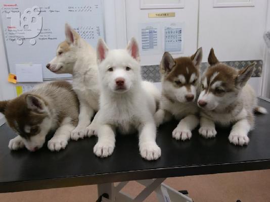 PoulaTo: Όμορφα κουτάβια σιβηρίας Husky