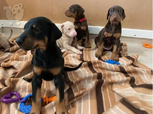 PoulaTo: Κουτάβια Doberman Pinscher