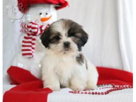 PoulaTo: Shih Tzu κουτάβια προς πώληση