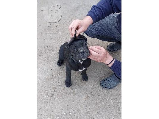 Cane Corso κουτάβια