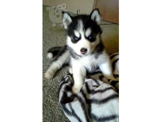PoulaTo: Πωλούνται κουτάβια Pomsky