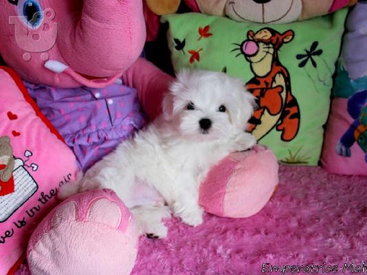 PoulaTo: Ανεκτίμητη γενεαλογία Maltese Puppy έτοιμο για υιοθεσία!