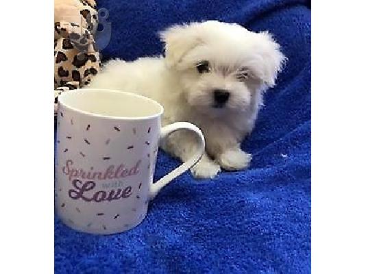 PoulaTo: Δύο κουτάβια Top Class Maltese Available