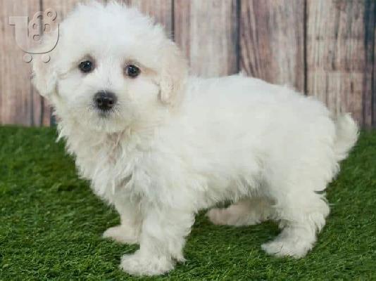 PoulaTo: Maltipoo