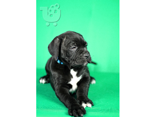 Πουλάκια Cane Corso προς πώληση