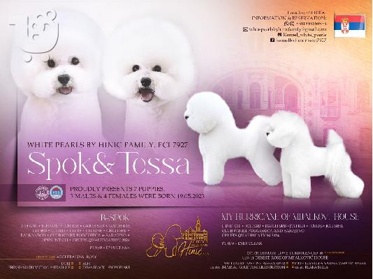 Bichon Frize κουτάβια