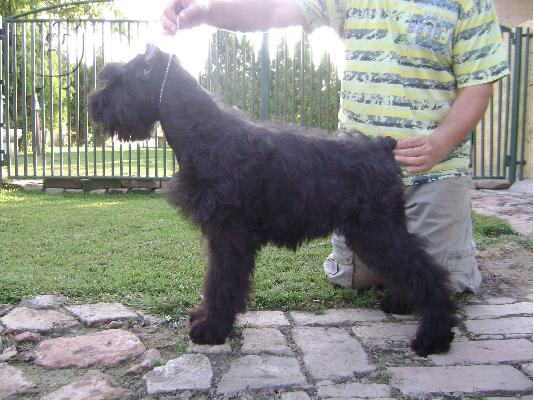 PoulaTo: Πωλούνται κουτάβια Schnauzer Γίγας