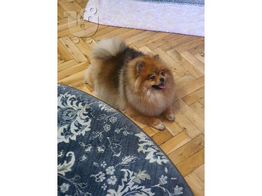 Pomeranian θηλυκό προς πώληση