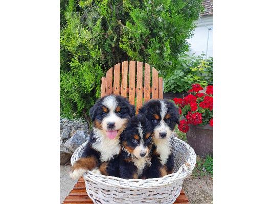 Όρος Bernese κουτάβια