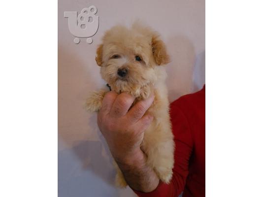Maltipoo κουτάβια
