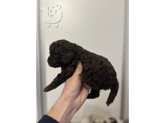Lagotto Romagnolo κουτάβια