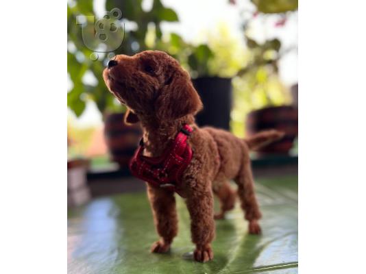 PoulaTo: Μικροσκοπικά κουτάβια Poodle