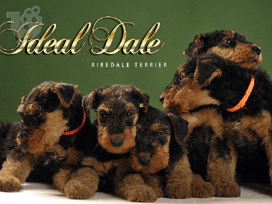 PoulaTo: Airedale Terrier ΟΜΟΡΦΑ κουταβάκια
