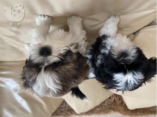 Όμορφο Shih Tzu προς πώληση.