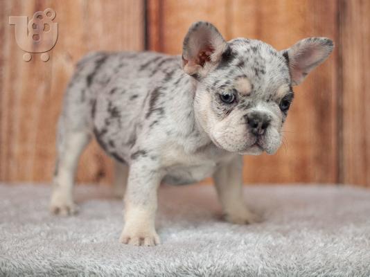 PoulaTo: French bulldog merle
