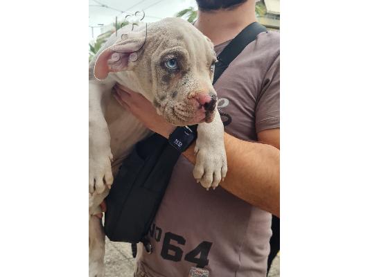 Pit bull xxl size