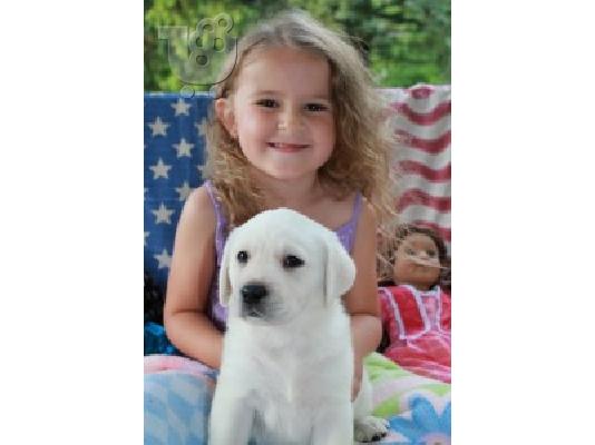 PoulaTo: Αρχικά εκπαιδευμένα κουτάβια Labrador Retriever