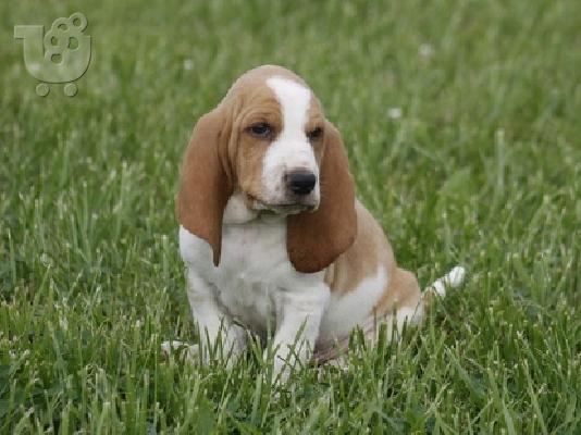 PoulaTo: Basset hound