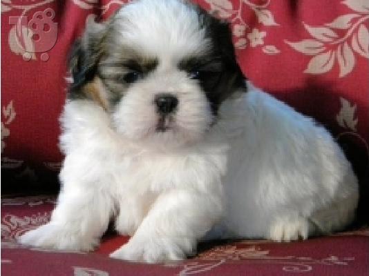PoulaTo: Πωλούνται κουτάβια Shih tzu