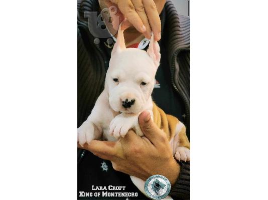 Αμερικανικό Stafford Terrier κουτάβια