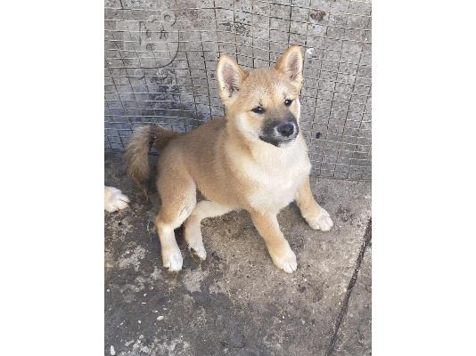 PoulaTo: Shiba inu κουτάβια